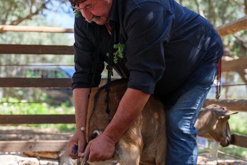A person shearing a goat in an outdoor setting with wooden fences and greenery in the background. 1