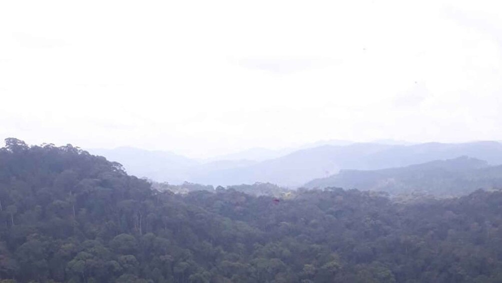 A forested landscape with rolling hills in the distance. 3