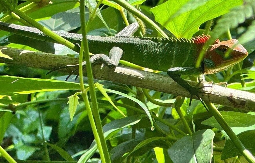 A green lizard on a branch surrounded by green leaves. 1