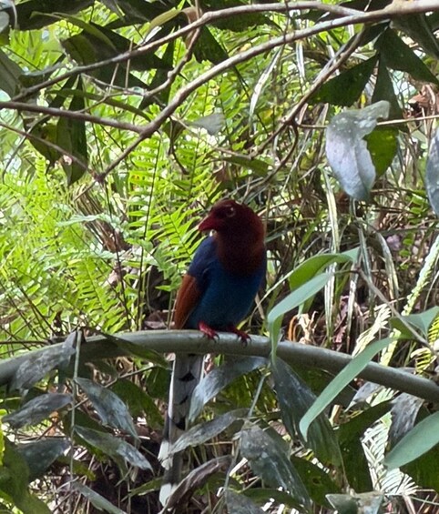 A bird perched on a branch amidst dense foliage. 5