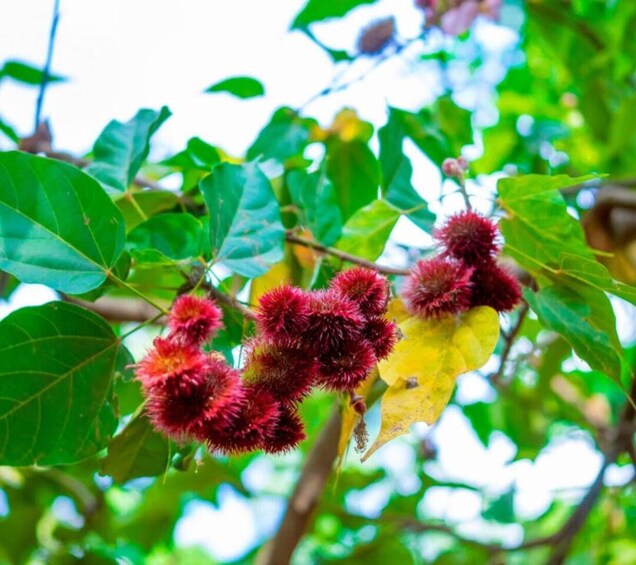 A tree with green leaves and red spiky fruits. 1