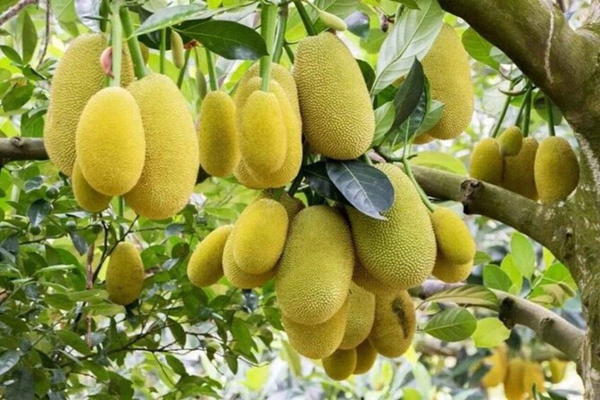 A cluster of jackfruit hanging from a tree with green leaves. 5