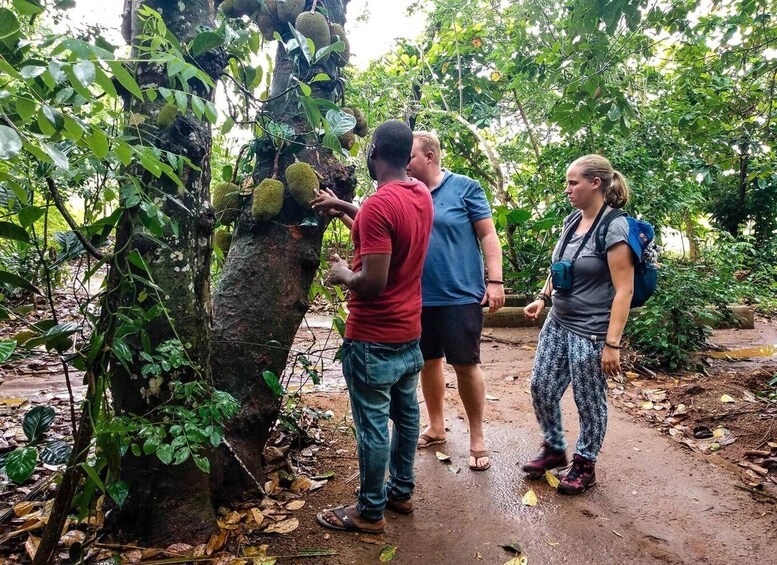 Three people examining a tree with large fruit. 4