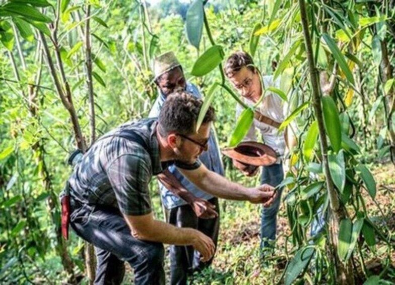 Picture 5 for Activity Zanzibar: Spice Farm Guided Tour 3
