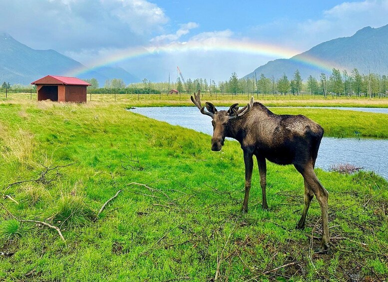 A moose in a grassy field with a rainbow and mountains in the background. 3