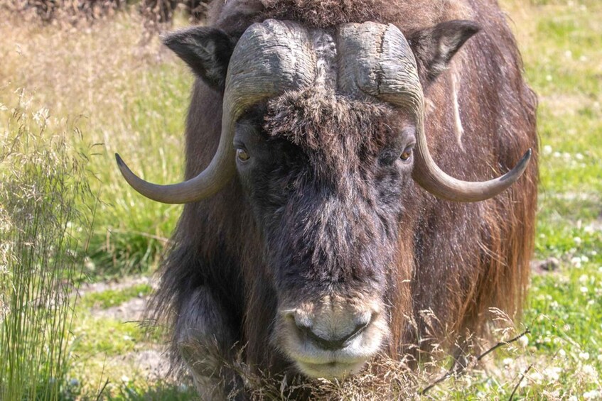 A yak grazing in a grassy field. 5
