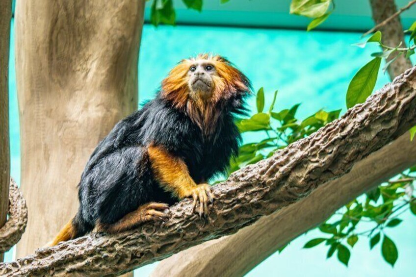 A monkey with black and orange fur sitting on a tree branch. 5