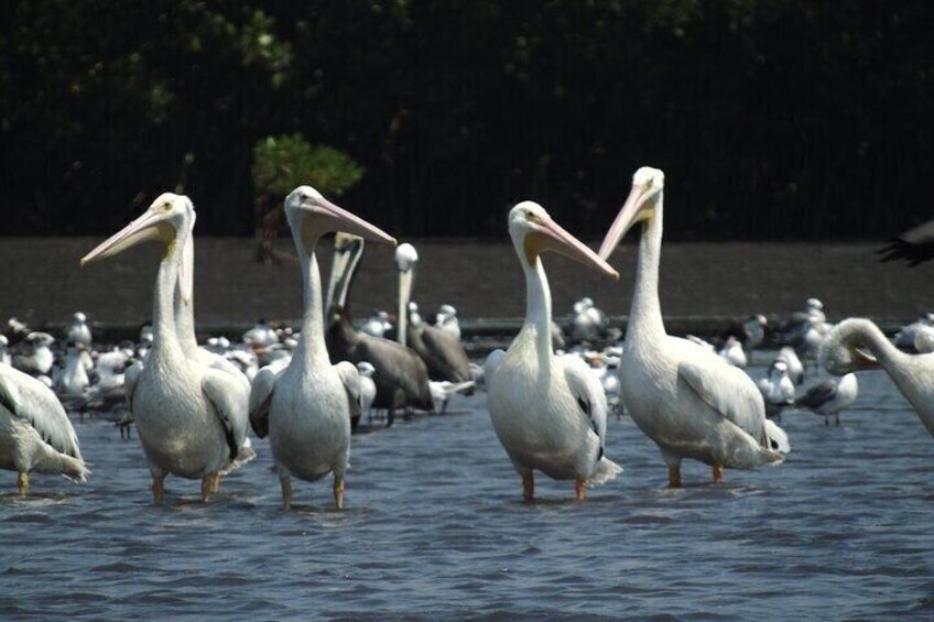 Pelicans standing in water with a group of seagulls in the background. 2