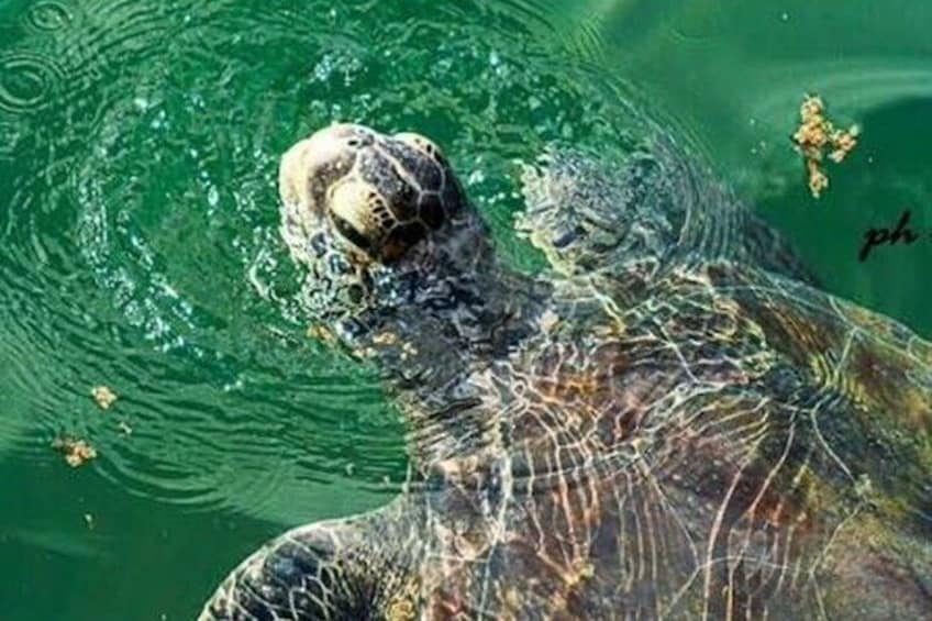 A sea turtle swimming in water. 1
