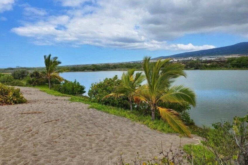 A sandy beach with palm trees and a calm lake. 5