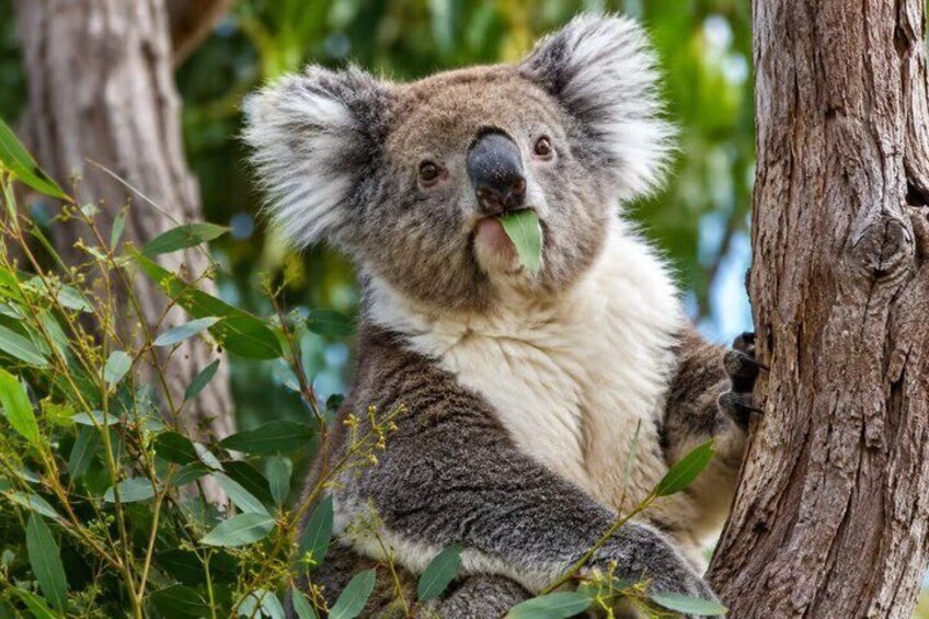Koala, Lancelin, Wedge Island and Pinnacles Tour from Perth 1