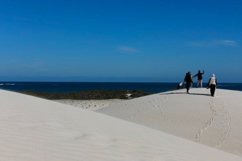 Koala, Lancelin, Wedge Island and Pinnacles Tour from Perth 4