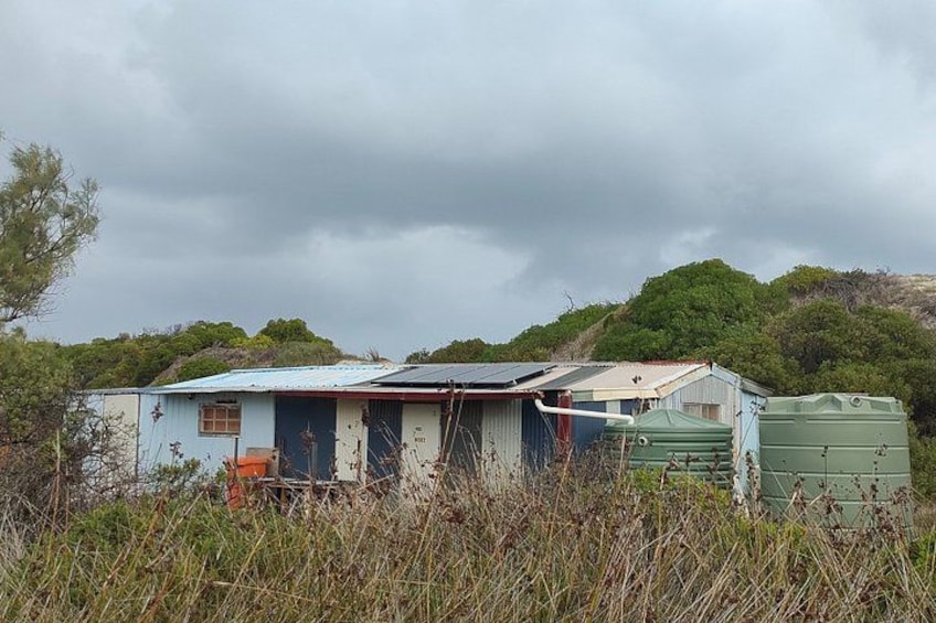 Koala, Lancelin, Wedge Island and Pinnacles Tour from Perth 2