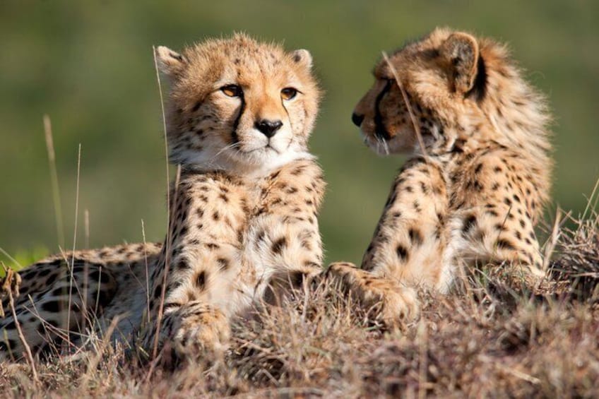 Two cheetahs sitting on dry grass. 1