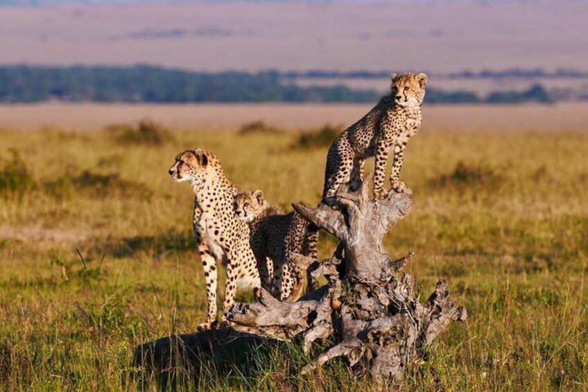 Cheetahs on a tree stump in a grassy savannah. 3