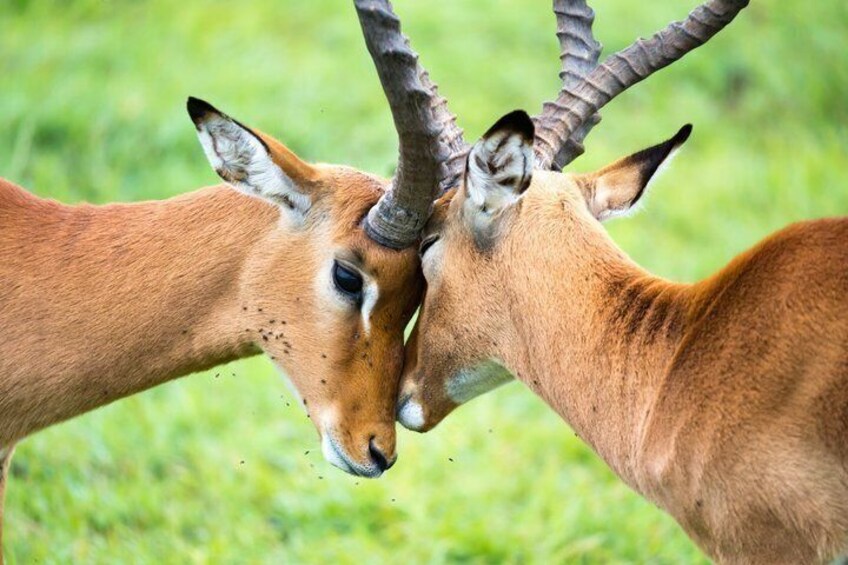 Two antelopes facing each other with prominent horns. 5