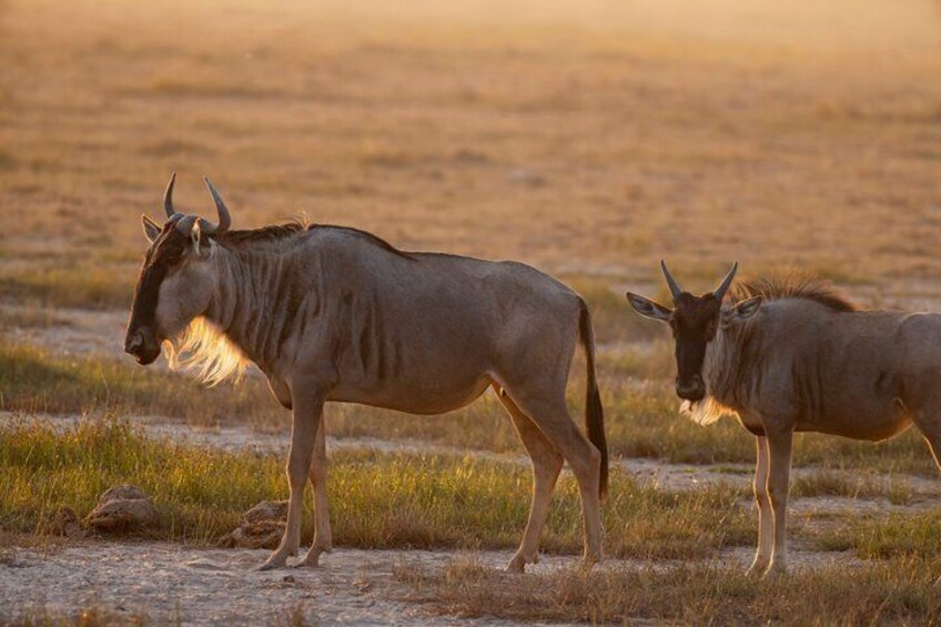 Two wildebeests standing in a grassy field during sunset. 4