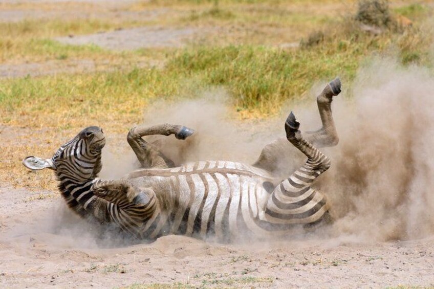 A zebra lying on its back in a dusty field. 2