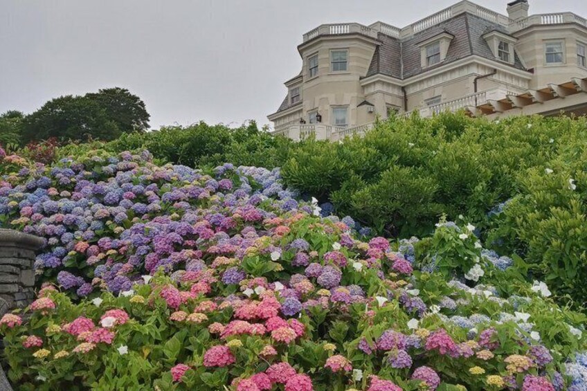 A hillside garden with a variety of hydrangea flowers in full bloom, a large building with a classic architectural style in the background. 1