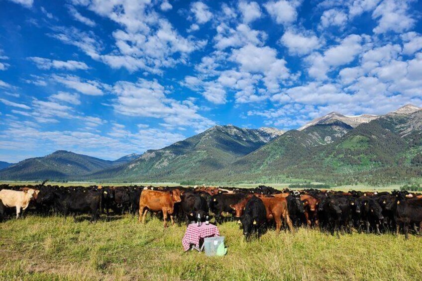 A herd of cattle grazing in a field with mountains in the background. 5