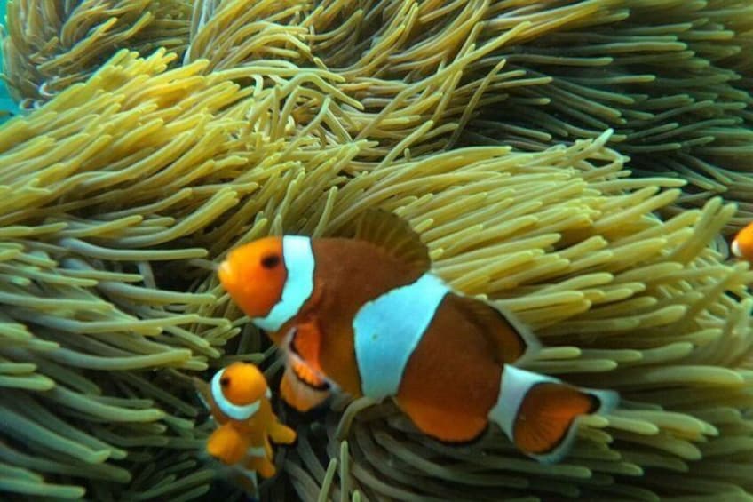 Clownfish among sea anemones. 4