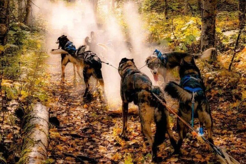 Dogs in a forest with a person in the background. 1