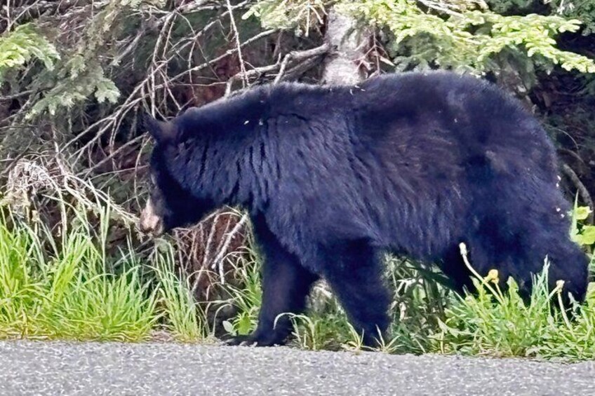 A black bear walking along a roadside with grass and trees in the background. 1