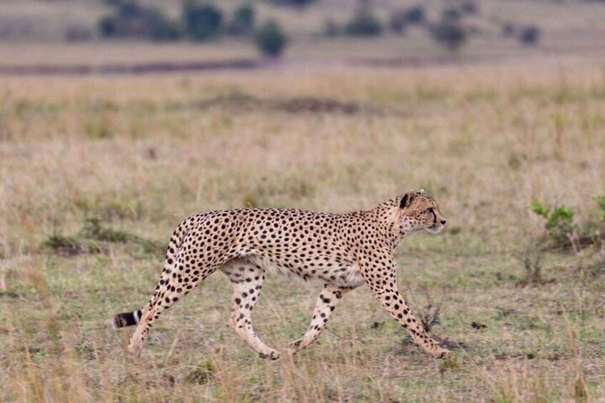 A cheetah walking across a grassy field. 4