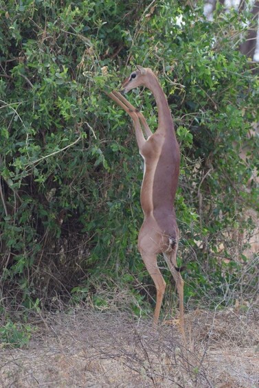A deer standing upright in a natural setting with dense foliage in the background. 3