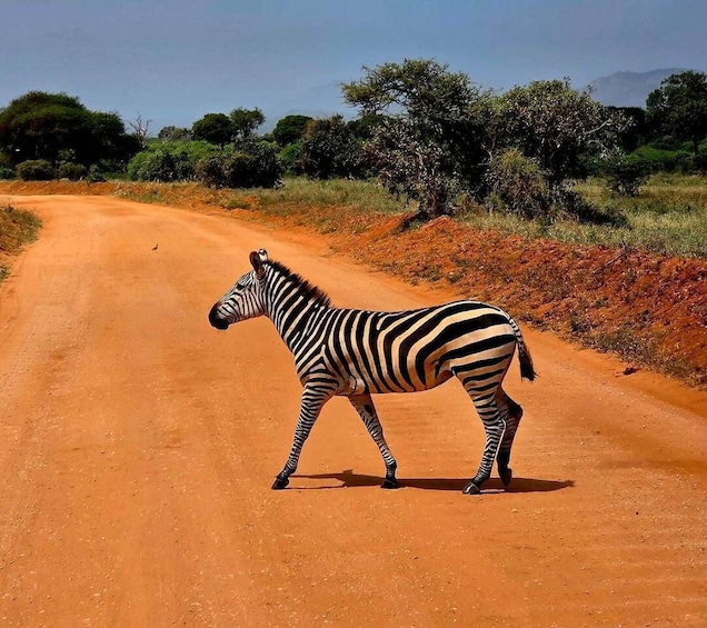 A zebra crossing a dirt road in a savanna landscape. 1