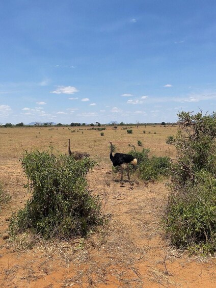 A savanna landscape with an ostrich and a rhinoceros in the distance. 2