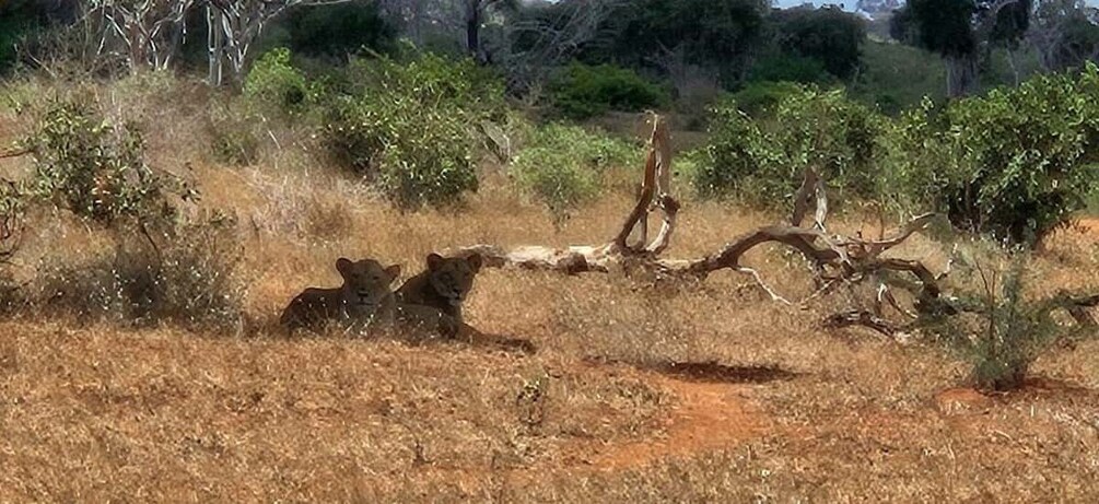 A landscape with dry grass, a fallen tree, and sparse vegetation. 5