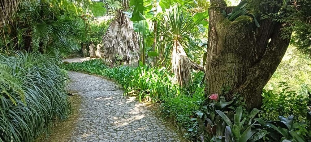 A cobblestone path winding through a lush garden with tropical plants and a large tree trunk. 3