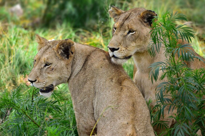 From Zanzibar: Mikumi Safari Adventure 3days/2night by ferry 1