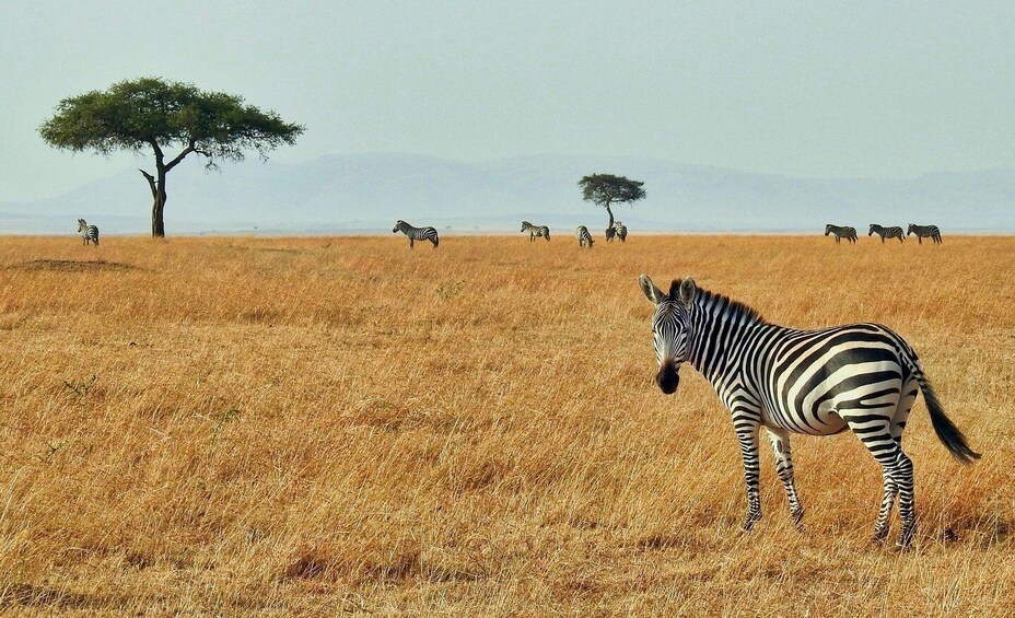 Picture 19 for Activity From Zanzibar: Mikumi Safari Adventure 3days/2night by ferry 3