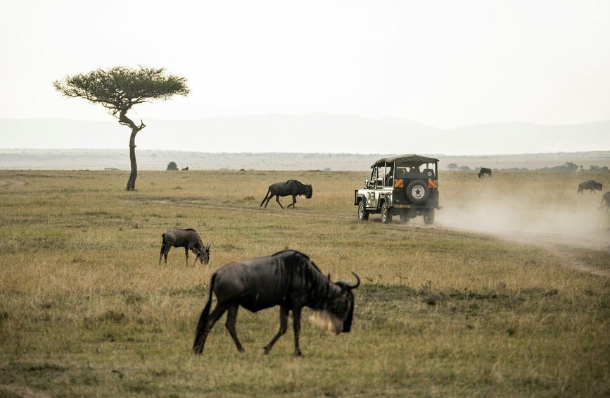 Picture 12 for Activity From Zanzibar: Mikumi Safari Adventure 3days/2night by ferry 4