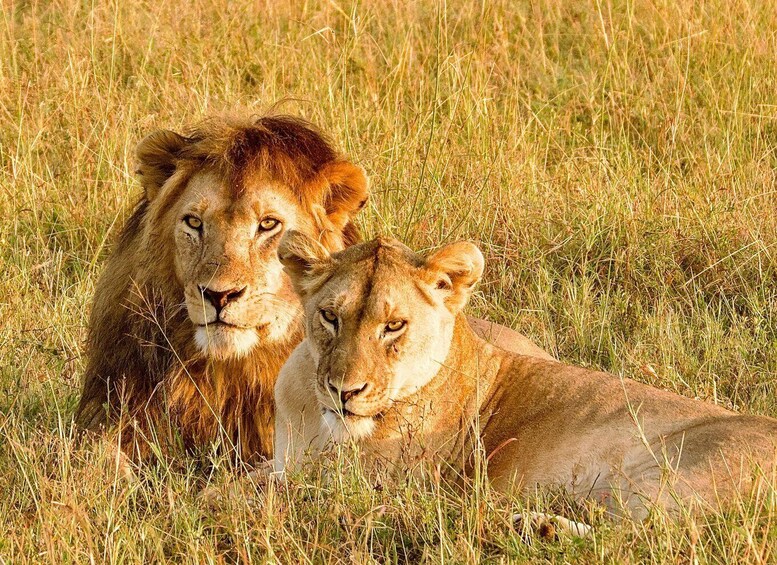 From Zanzibar: Mikumi Safari Adventure 3days/2night by ferry 2