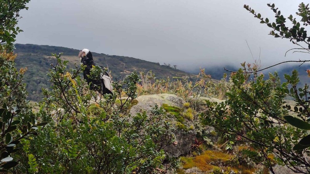 A person hiking on a rocky terrain with dense vegetation and hills in the background. 5