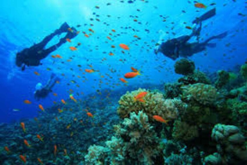 Divers underwater with coral reefs and orange fish. 4