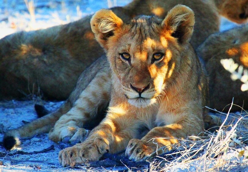 A lion resting on the ground with another lion in the background. 2