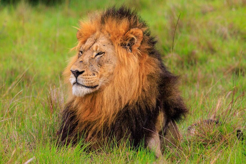 A lion with a thick mane lying in tall grass. 5