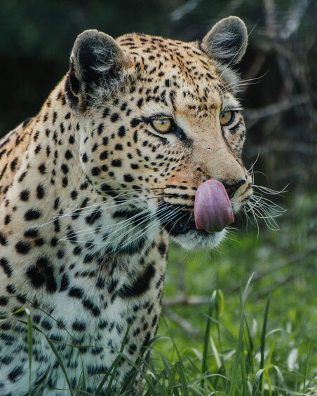 A leopard with a distinctive spotted coat, lying in a grassy area. 3