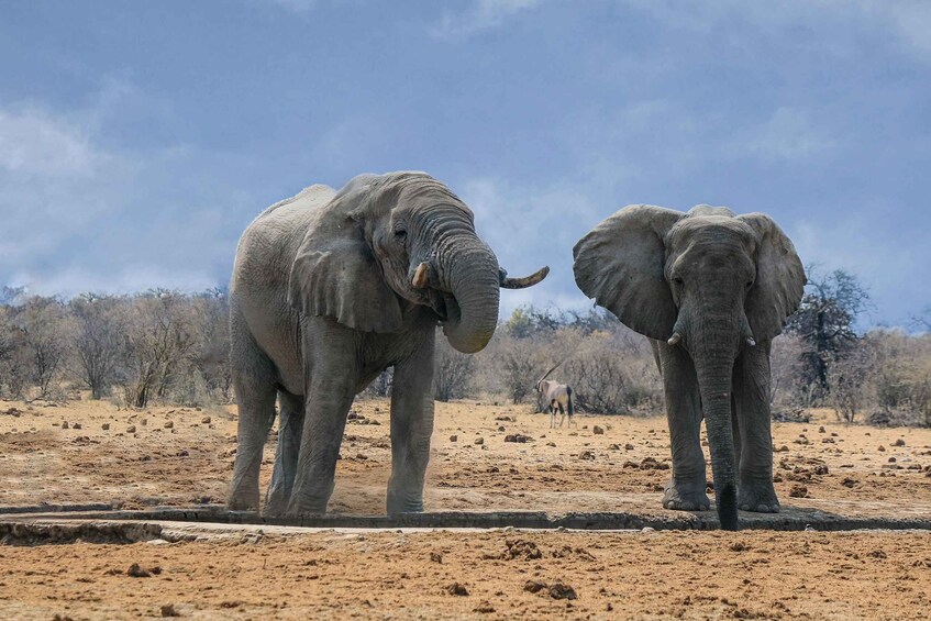 Two elephants standing on a dry, sandy terrain with sparse vegetation and a clear sky in the background. 4