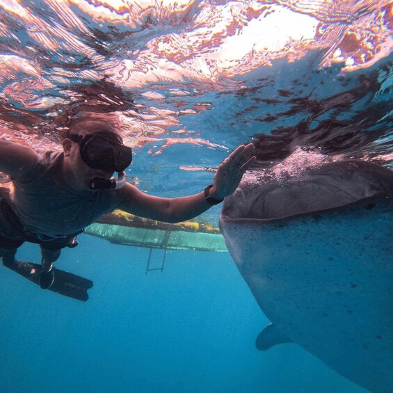 A diver underwater, reaching out to a large fish. 1