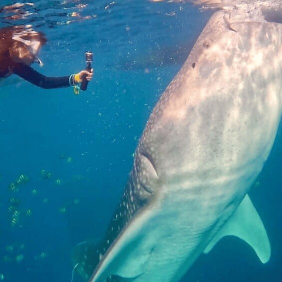 A diver with a camera near a large fish in clear blue water. 4