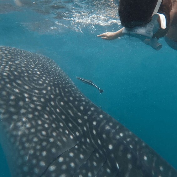 A person swimming with a whale shark in clear blue water. 3