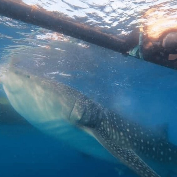 A large whale shark swimming in clear blue water. 5