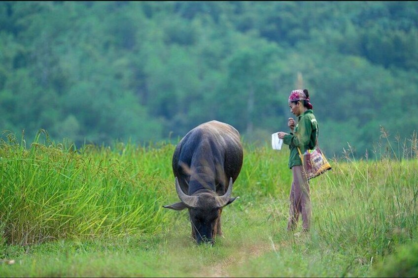 A person standing in a field with a large bull. 3