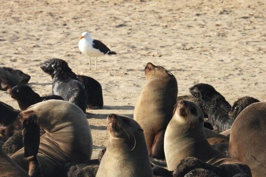 A group of seals on a sandy beach with a seagull in the background. 4