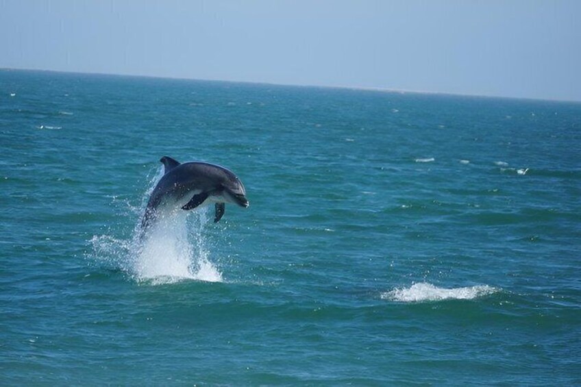 A dolphin leaping out of the ocean. 3